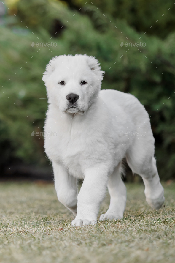 Asian hot sale shepherd puppy